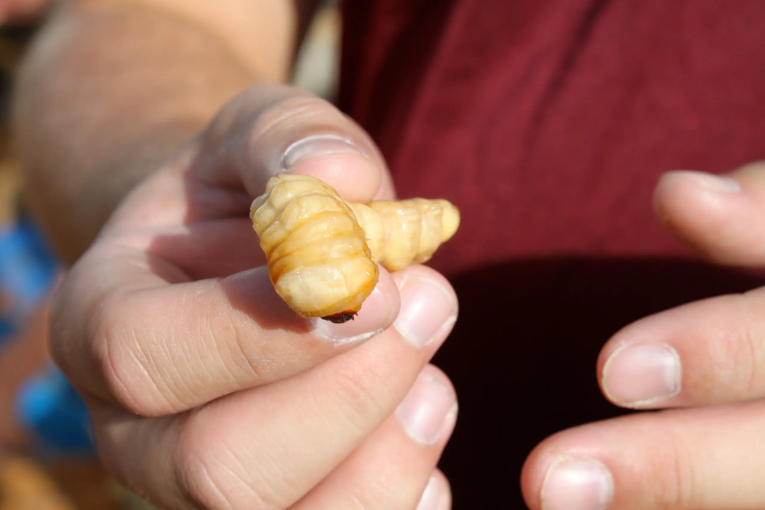 Wild Foods festival in Hokitika